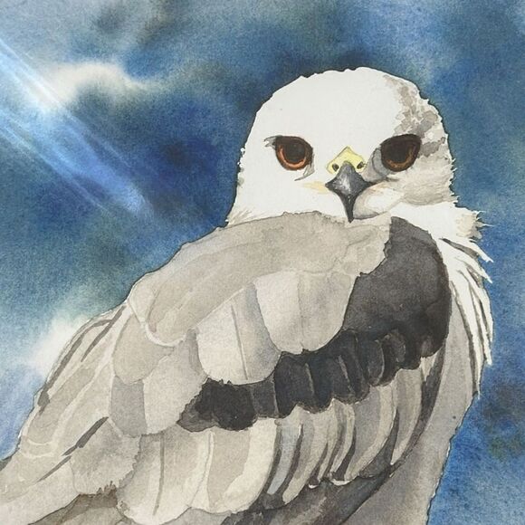 Skye Loyd White Tailed Kite Watercolor Print 8.5”x 11” Bird Of Prey Artwork New - Picture 2 of 6
